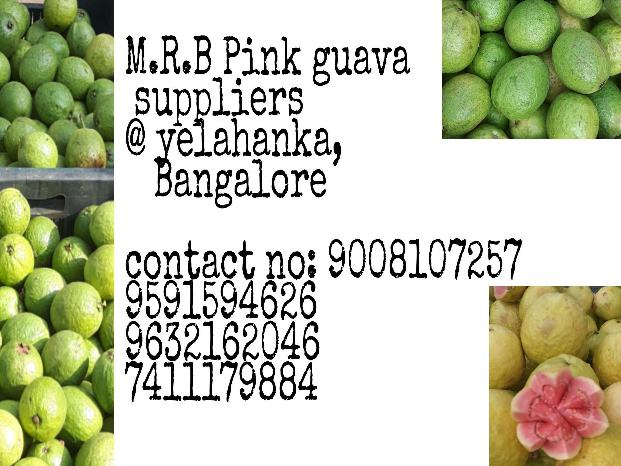 Bmr Pink Guava Supplier