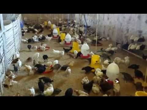 Pannduu Poultry Farms