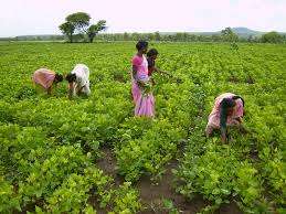 Sri Chennakeshava Traders (fertilizers, Pesticides & Seeds)
